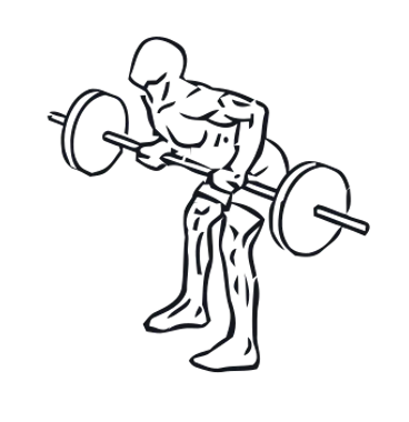 Barbell Row illustration