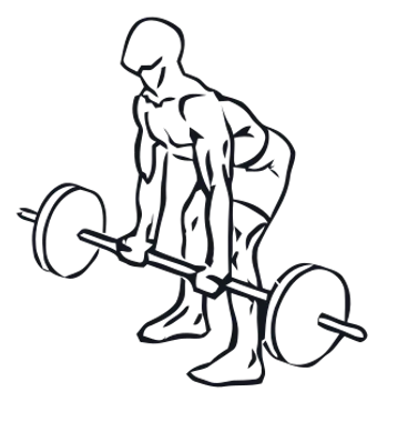 Barbell Row, position 3 of 3
