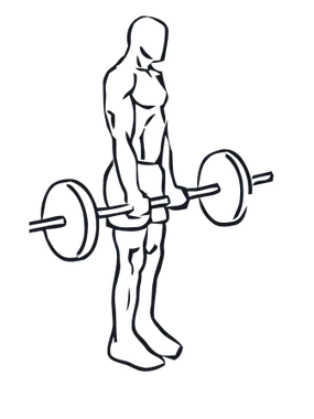 Romanian Deadlift illustration