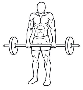 Barbell Shrug, position 2 of 3